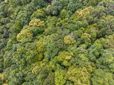Tropikal ormanlar atmosferden büyük miktarlarda karbondioksit emebilir..