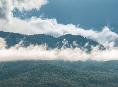 Tropikal ormanlar atmosferden büyük miktarlarda karbondioksit emebilir..