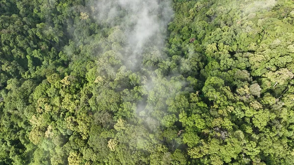 Foreste Tropicali Possono Assorbire Grandi Quantità Anidride Carbonica Dall Atmosfera — Foto Stock