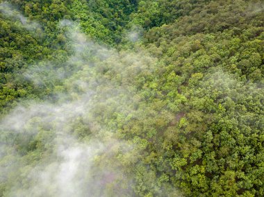 Tropikal yağmur ormanlarındaki sis, havadaki nemi artırabilir ve atmosferdeki karbondioksiti absorbe edebilir..