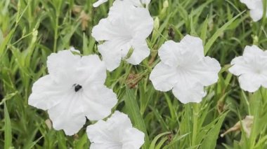 Cüce Beyaz Ruellia, Beyaz Meksika petunyası veya Katie Dwarf White, bahçede açan bir çiçektir..