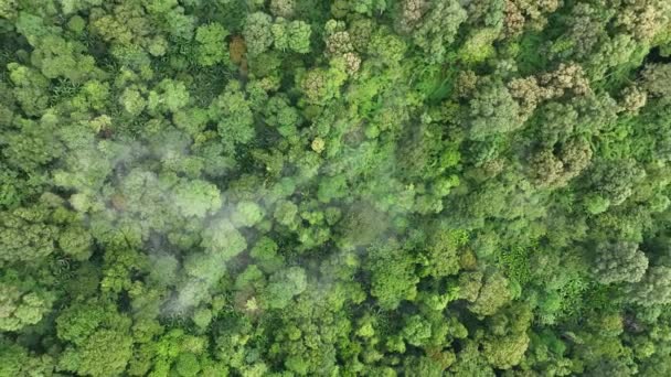 Lasy Tropikalne Mogą Pochłaniać Duże Ilości Dwutlenku Węgla Atmosfery — Wideo stockowe