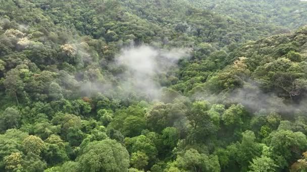 熱帯雨林は大気中から大量の二酸化炭素を吸収できます — ストック動画