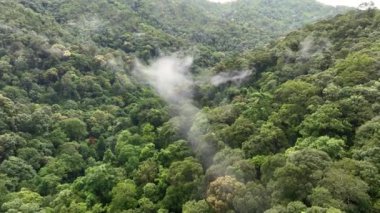 Tropikal ormanlar atmosferden büyük miktarlarda karbondioksit emebilir..