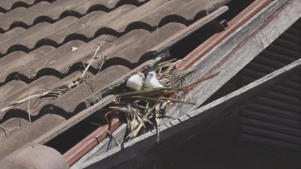 Ptáci Hnízdící Pod Starou Střechou Která Uvolňuje Nebo Láme Dlaždice — Stock video