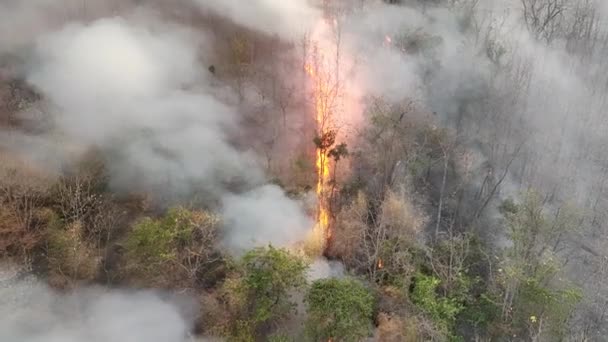 Klim Değişikliği Orman Yangınları Iklim Değişikliğine Küresel Isınmaya Katkıda Bulunan — Stok video