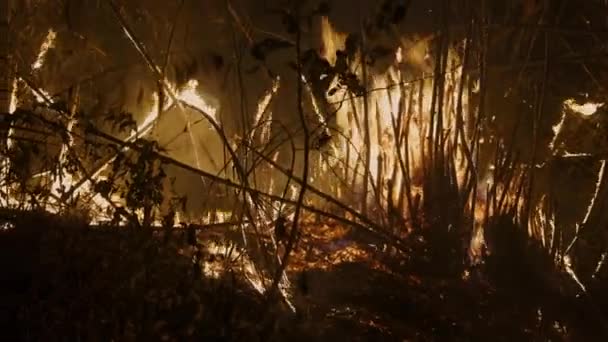 Bambusové Tření Sebe Větrném Dni Způsobuje Lesní Požár — Stock video