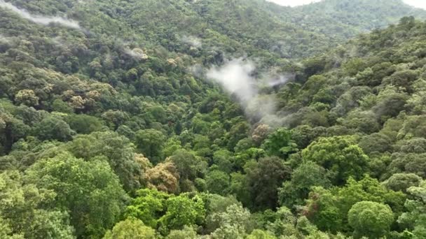 Tropiska Skogar Kan Absorbera Stora Mängder Koldioxid Från Atmosfären — Stockvideo