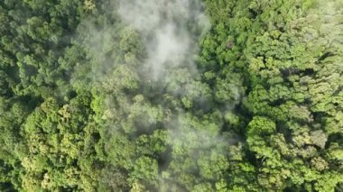 Tropikal ormanlar atmosferden büyük miktarlarda karbondioksit emebilir..