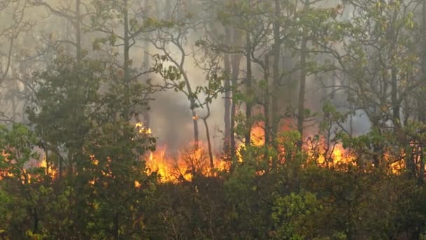 Cambio Climático Los Incendios Forestales Liberan Emisiones Dióxido Carbono Co2 — Vídeo de stock