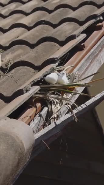 Birds Nesting Old Roof Loose Broken Tiles Eaves Vertical Video — Stock Video
