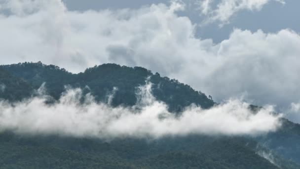 Tropiska Skogar Kan Absorbera Stora Mängder Koldioxid Från Atmosfären — Stockvideo