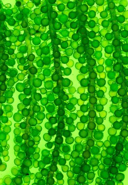 Yosun yakıtı biyoyakıt laboratuarı fosil alg yakıtı ya da alg biyoyakıtına alternatif araştırmalar yapıyor. Sıfır CARBON Emisyon kavramı.