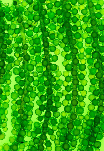 Лаборатория биотопливной промышленности водорослей ищет альтернативу топливу из ископаемых водорослей или биотопливу из водорослей. ЗЕРО УГЛЕРОДА Концепция выбросов.