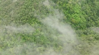 Tropikal yağmur ormanları atmosferden büyük miktarlarda karbondioksit emebilir..