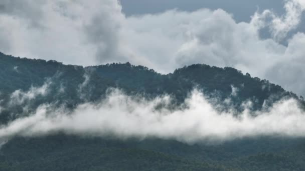 Tropische Bossen Kunnen Grote Hoeveelheden Kooldioxide Uit Atmosfeer Opnemen — Stockvideo