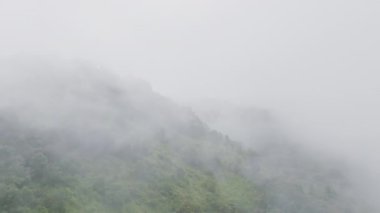Orman kaybının en büyük nedeni tarımsal tahribat, Güneydoğu Asya 'daki çevresel hasar, küresel ısınma ve çevre.