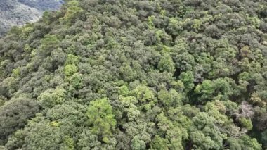 Tropikal ormanlar atmosferden büyük miktarlarda karbondioksit emebilir..