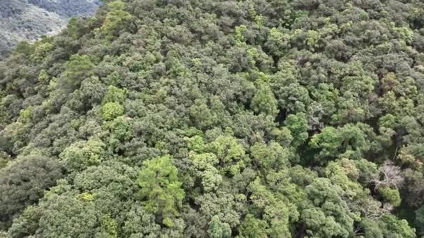 熱帯雨林は大気中から大量の二酸化炭素を吸収できます — ストック動画