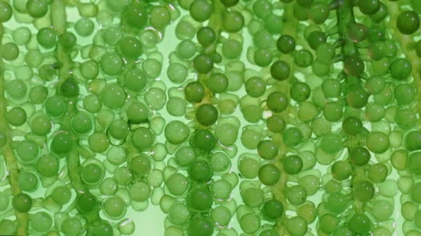 藻類燃料バイオ燃料産業は 化石藻類燃料やアルゴリズムバイオ燃料に代わる研究を行っている ゼロカーボンエミッションコンセプト — ストック動画