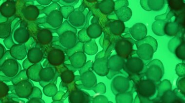 Yosun yakıtı biyoyakıt laboratuarı fosil alg yakıtı ya da alg biyoyakıtına alternatif araştırmalar yapıyor. Sıfır CARBON Emisyon kavramı.