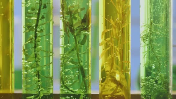 Лаборатория Биотопливной Промышленности Водорослей Ищет Альтернативу Топливу Ископаемых Водорослей Биотопливу — стоковое видео