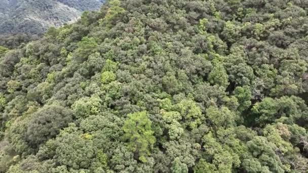 Tropikal Ormanlar Atmosferden Büyük Miktarlarda Karbondioksit Emebilir — Stok video