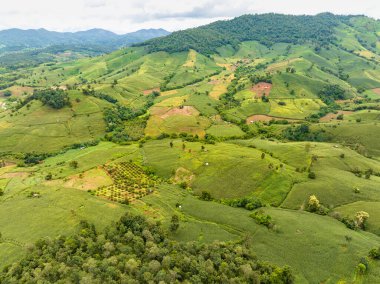 Orman kaybının en büyük nedeni tarımsal tahribat, Güneydoğu Asya 'daki çevresel hasar, küresel ısınma ve çevre.