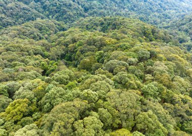 Tropikal ormanlar fotosentez yoluyla atmosferden büyük miktarlarda karbondioksit emebilir ve ağaç gövdelerinde, dallarda ve köklerde muazzam miktarda karbon depolayabilir..