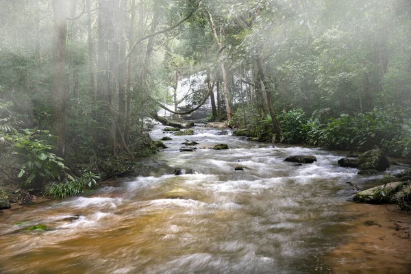 Foreste Tropicali Possono Assorbire Grandi Quantità Anidride Carbonica Dall Atmosfera — Foto Stock