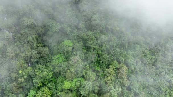 熱帯雨林は大気から大量の二酸化炭素を吸収することができる — ストック動画