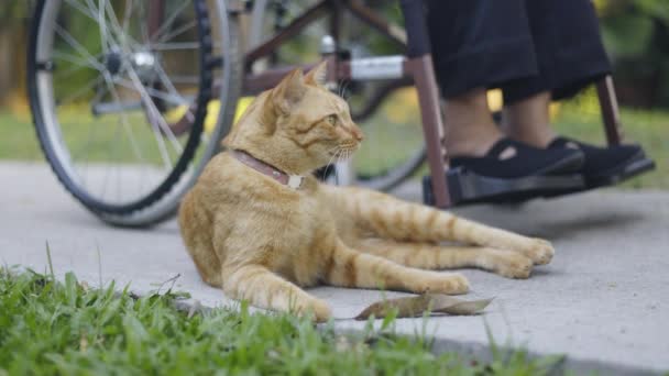 Feline Therapy Therapy Cats Dementia Patients Stimulate Activity Reduce Loneliness — 图库视频影像