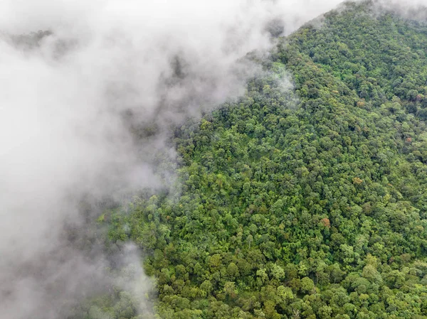 熱帯熱帯熱帯雨林の山の霧 熱帯林は空気中の湿度を高め 大気から二酸化炭素を吸収することができます ストック画像