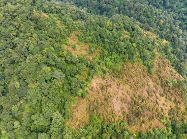 Orman kaybının en büyük nedeni tarımsal tahribat, Güneydoğu Asya 'daki çevresel hasar, küresel ısınma ve çevre.