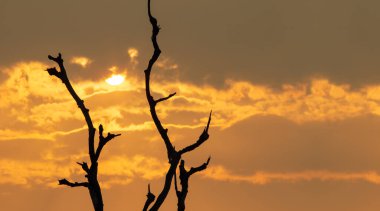 El Nino hava durumu fenomeni Güneydoğu Asya 'da kuraklığa yol açtı.