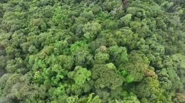 Tropikal yağmur ormanlarındaki sis, havadaki nemi artırabilir ve fotosentez yoluyla atmosferdeki karbondioksiti absorbe edebilir ve ağaç gövdelerinde, dallarda ve köklerde karbon depolayabilir..