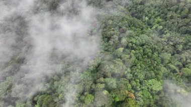 Tropikal yağmur ormanlarındaki sis, havadaki nemi artırabilir ve fotosentez yoluyla atmosferdeki karbondioksiti absorbe edebilir ve ağaç gövdelerinde, dallarda karbon depolayabilir..