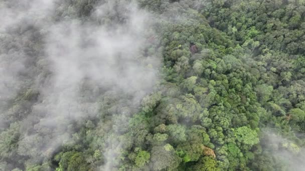 熱帯熱帯熱帯雨林の山の霧 熱帯林は空気中の湿度を高め 光合成によって大気から二酸化炭素を吸収し 木の幹 枝に炭素を貯えることができます — ストック動画