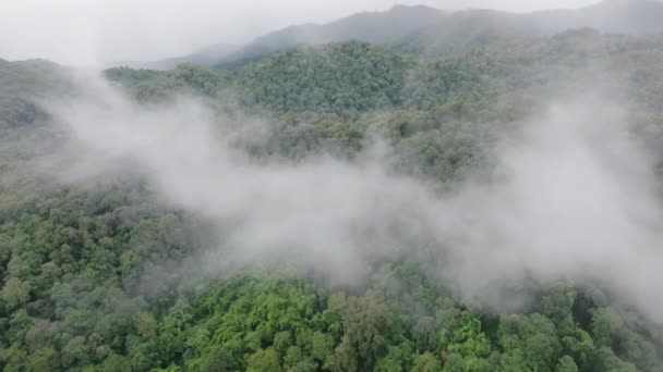 Ομίχλη Τροπικά Δάση Βουνό Τροπικά Δάση Μπορεί Αυξήσει Την Υγρασία — Αρχείο Βίντεο