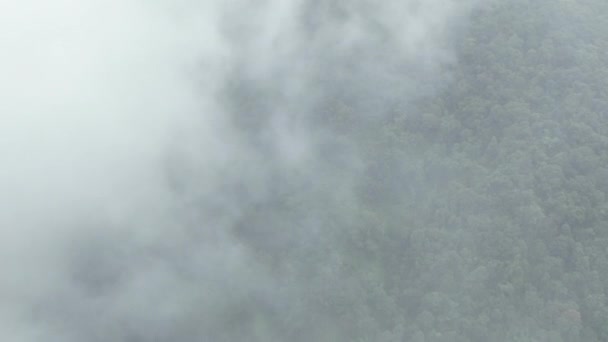 Туман Тропических Горах Тропических Лесов Тропические Леса Могут Увеличить Влажность — стоковое видео