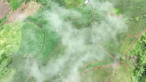 熱帯熱帯熱帯雨林の山の霧 熱帯林は空気中の湿度を高め 光合成によって大気から二酸化炭素を吸収し 木の幹 枝に炭素を貯えることができます — ストック動画