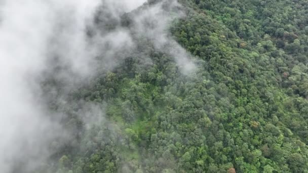 Névoa Montanha Floresta Tropical Florestas Tropicais Podem Aumentar Umidade Absorver — Vídeo de Stock
