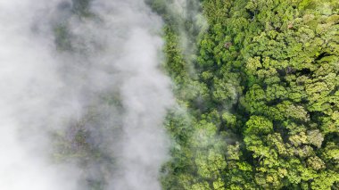 Tropikal ormanlar atmosferden büyük miktarlarda karbondioksit emebilir..