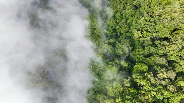 우림은 대기중의 이산화 탄소를 흡수할 수있다 스톡 사진