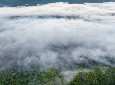 Tropikal ormanlar atmosferden büyük miktarlarda karbondioksit emebilir..
