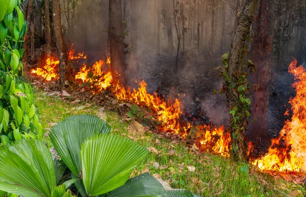 Fenómeno Meteorológico Del Niño Causa Sequía Aumenta Los Incendios Forestales Fotos de stock libres de derechos