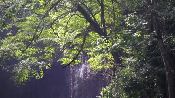 Florestas Tropicais Podem Absorver Grandes Quantidades Dióxido Carbono Atmosfera — Vídeo de Stock