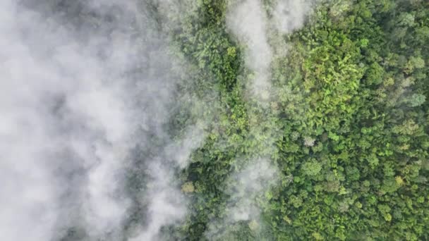 Pădurile Tropicale Pot Crește Umiditatea Aerului Pot Absorbi Dioxidul Carbon — Videoclip de stoc