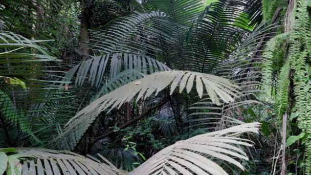 热带雨林可以从大气中吸收大量的二氧化碳 — 图库视频影像