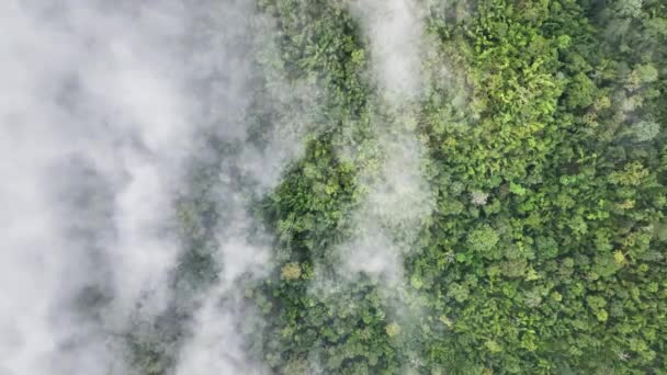 熱帯熱帯雨林の山の上の霧 熱帯林は空気中の湿度を高め 光合成によって大気から二酸化炭素を吸収し 木の幹 枝に炭素を貯えることができます — ストック動画